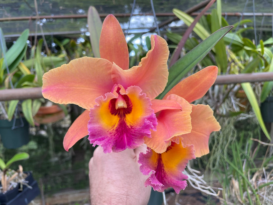 Blc. Robert Ferguson `Rainbow Sharbet&