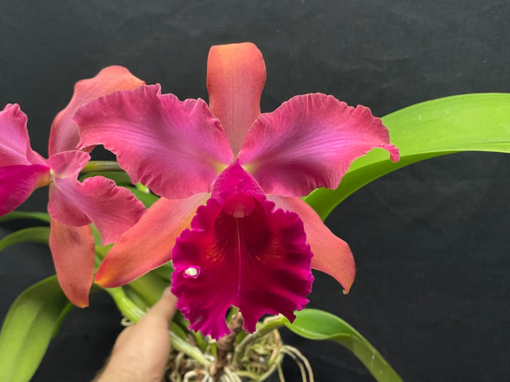Blc. Mem. Richard Nakanishi (Sunstate Outback x Toshie Aoki `Pizazz&