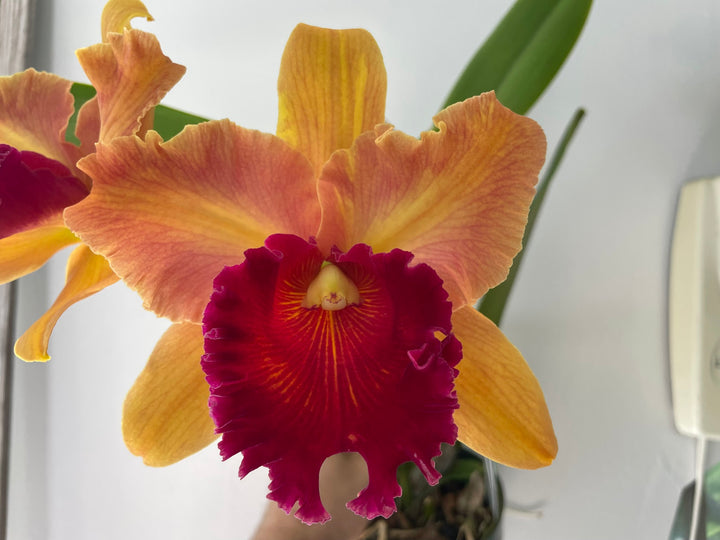 Blc. Mem. Richard Nakanishi (Sunstate Outback x Toshie Aoki `Pizazz&