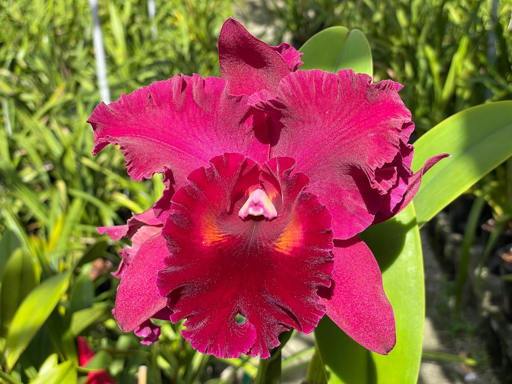 Blc. Mem. Richard Nakanishi (Sunstate Outback x Toshie Aoki