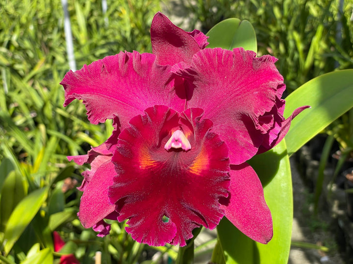 Blc. Mem. Richard Nakanishi (Sunstate Outback x Toshie Aoki `Pizazz&
