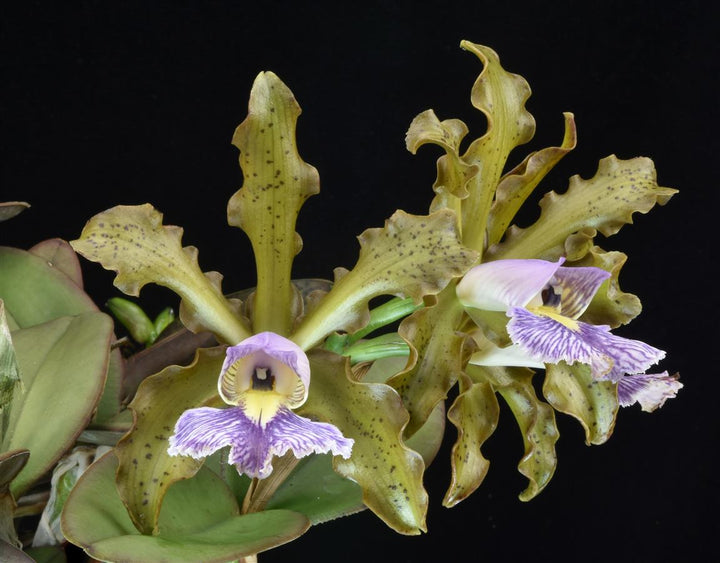 C. Mareeba Tiger (tigrina coerulea `Catt Nutts&