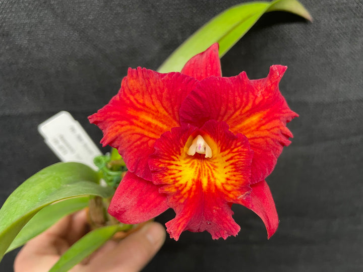 Pot. Ruby Delight (Rubescens x S. Cosmic Delite) Orchid 2.5" Pot