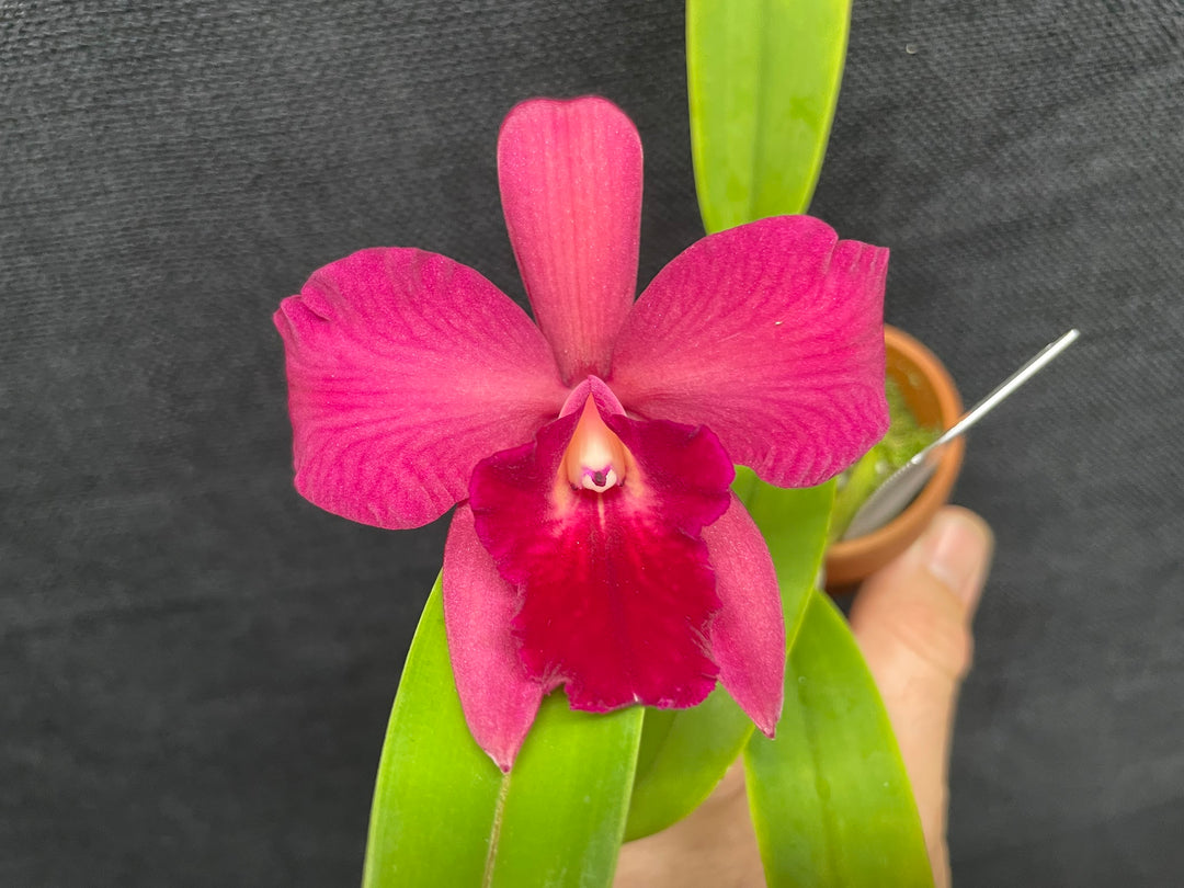 Pot. Ruby Delight (Rubescens x S. Cosmic Delite) Orchid 2.5" Pot