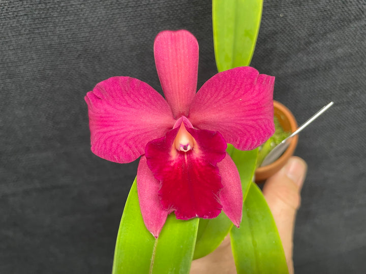 Pot. Ruby Delight (Rubescens x S. Cosmic Delite) Orchid 2.5" Pot