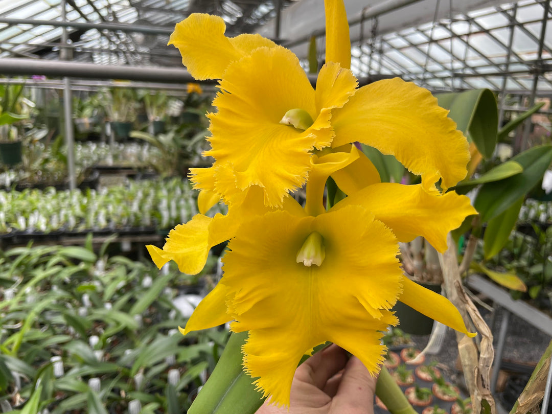 Blc. Ports of Paradise `Golden Ruffles&