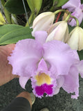 C. trianaei `Trem de Pantanal' Original Division Select Species Cattleya Orchid Plant Div #1