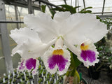 C. labiata s/a `Sakura Snowball' Original Division Select Species Cattleya Orchid Plant Div #1