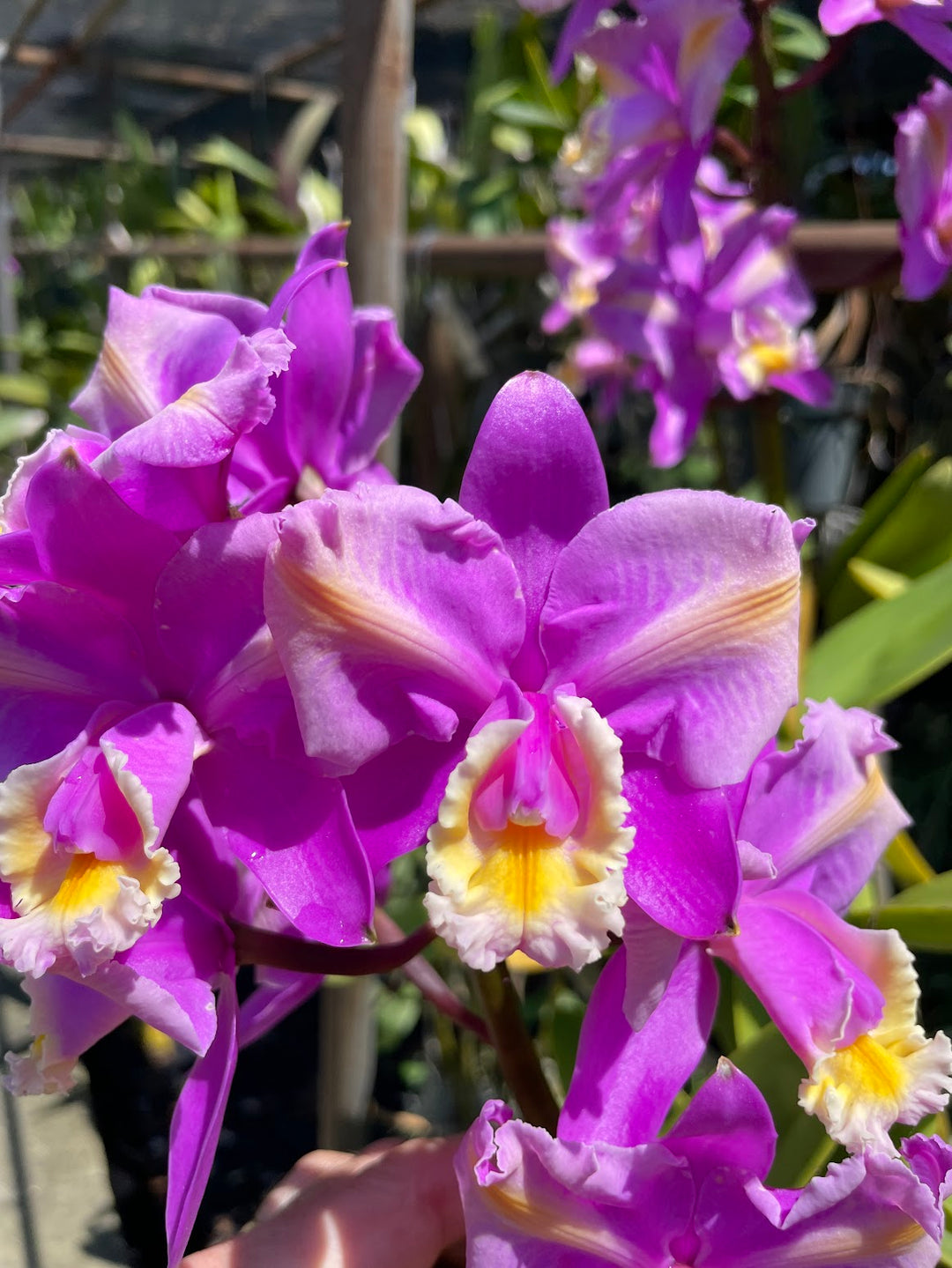 C. harrisoniana trilabello `Shan Nasser&