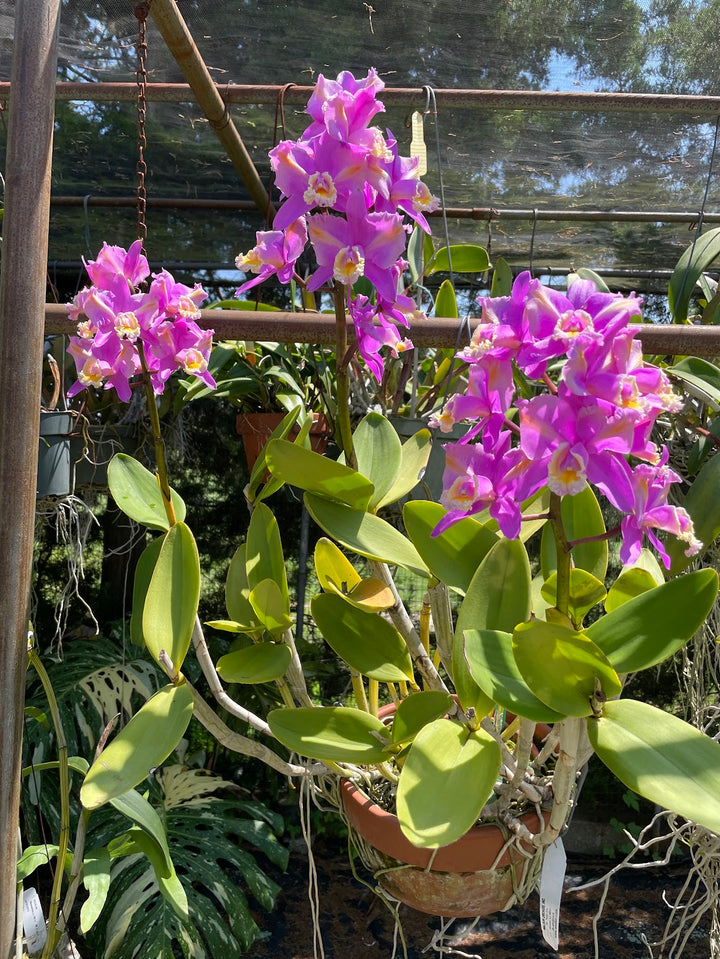 C. harrisoniana trilabello `Shan Nasser&