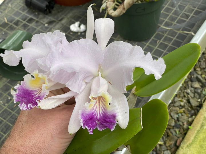 C. lueddemanniana coerulea `Sr, Chi Chi&