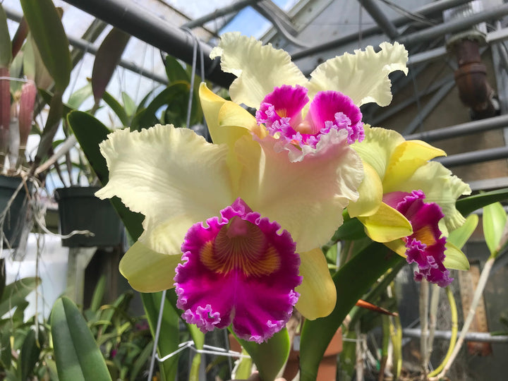 Blc. Sweet Sarah `Mendenhall&