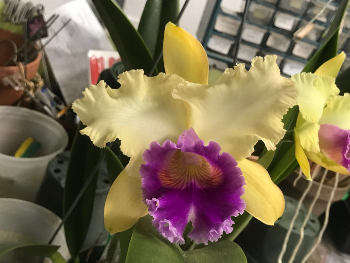 Blc. Sweet Sarah `Mendenhall&