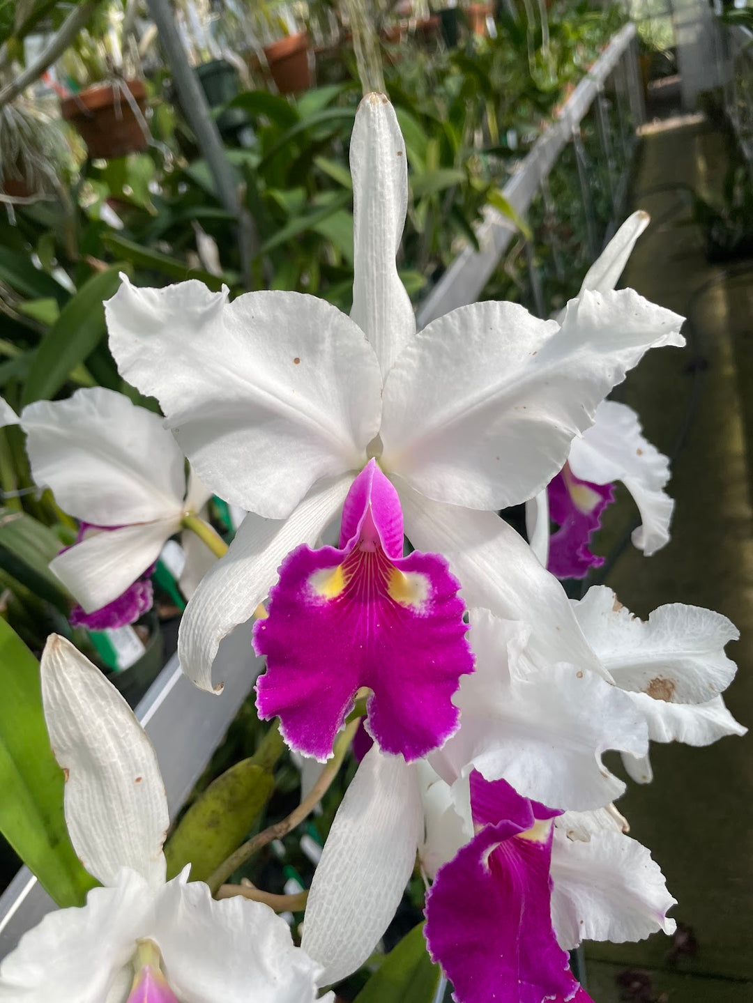 C. warscewiczii semi-alba `Taciturna&