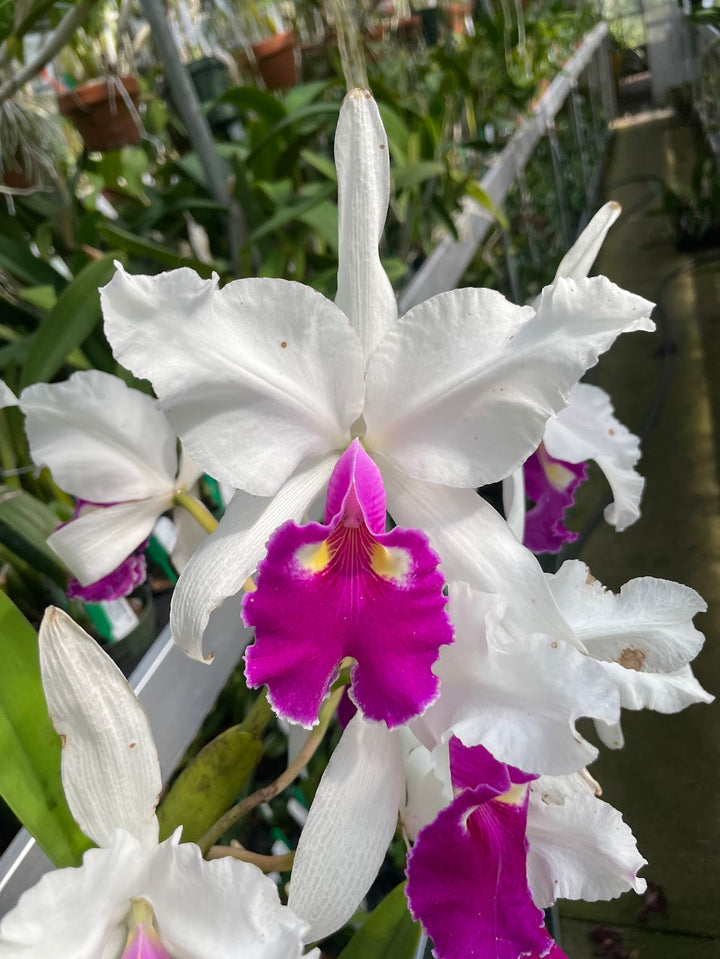 C. warscewiczii semi-alba `Taciturna&