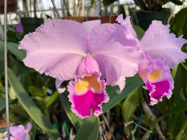 C. trianaei `The Premier&