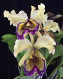 C. dowiana aurea `Gabriel Amaru' FCC/AOS Original Division Orchid Species