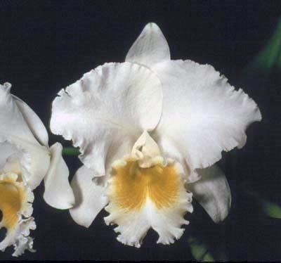 Blc. Avadream `Early Snow' HCC/AOS Division #1 Cattleya Orchid Plant