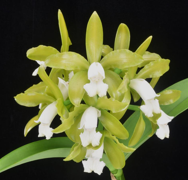C. Mini-green (tigrina alba x forbesii aurea) Cattleya Orchid Plant 2.25" Pot