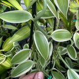 Vanilla planifolia Variegated Green/White Orchid Species 4.5