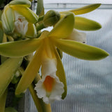 Vanilla plantifolia Orchid Species 2.25" Pot.