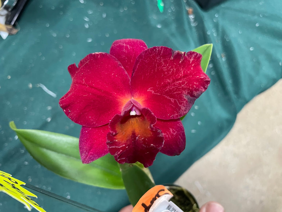Pot. Very Vermilion Cattleya Orchid Plant 2.5" Pot