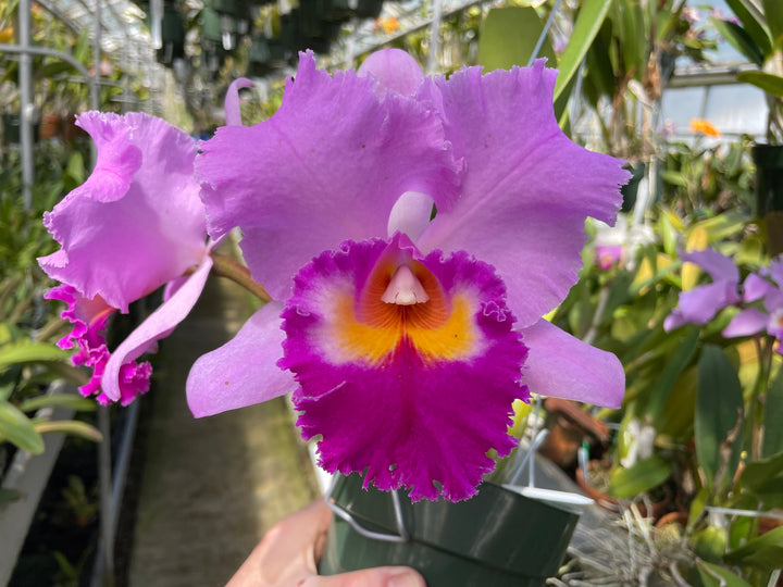 Blc. Ranger Six &