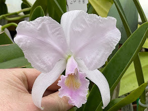 C. trianaei coerulea `Ximena&