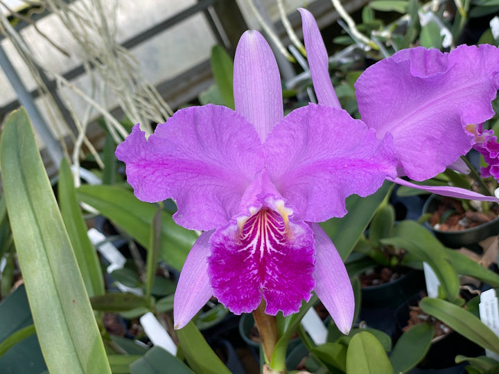 C. lueddemanniana `Yamile&