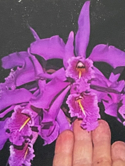C. maxima `Zamba 5&