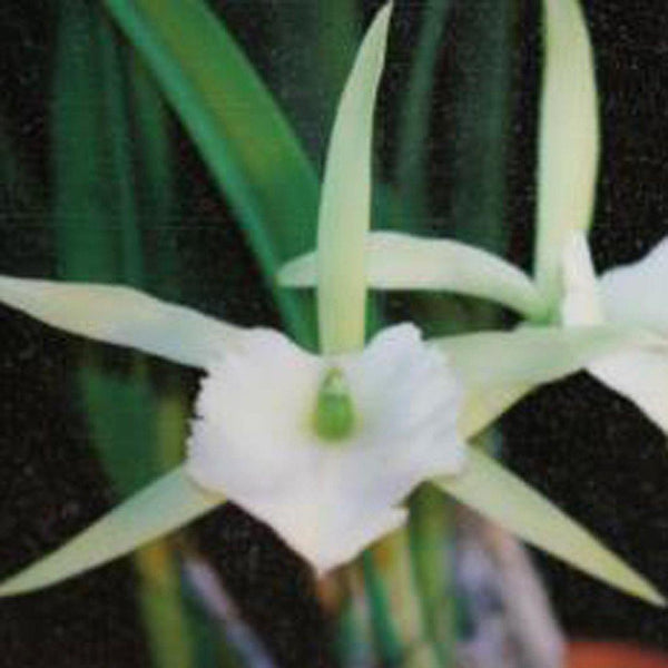 B. Jimminey Cricket `Super Bug' HCC/AOS 2.25" Pot