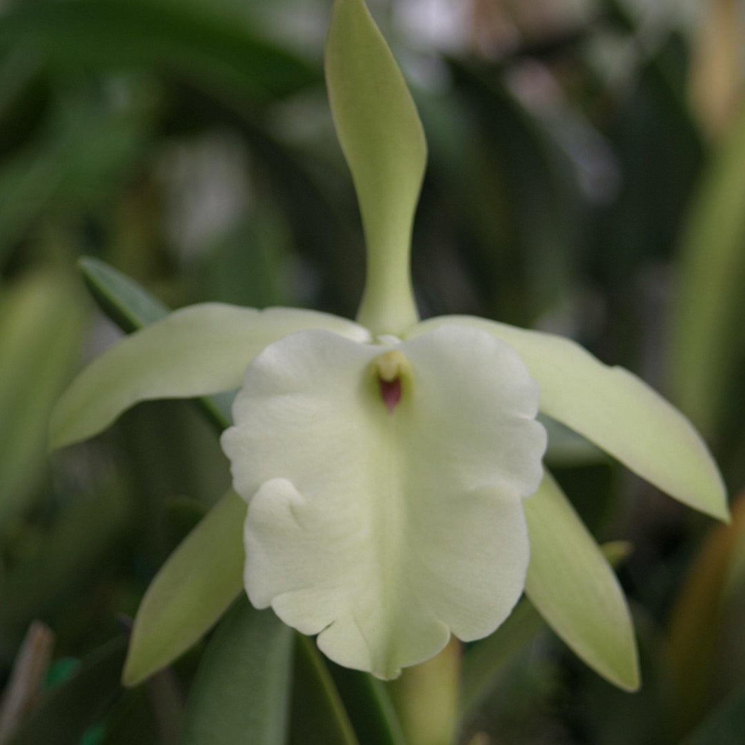 B. glauca `Sweet Scent&