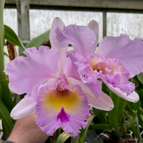 Bc. Pink Powder Puff orchid in 5 inch pot, a fragrant seedling Cattleya hybrid with large pink blooms, ruffled lips, and award-winning parentage.