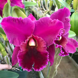 Blc. (Eagle Island `Sangria' AM/AOS x Lc. Orglade's Royal Lady `Roman Holiday' AM/AOS)