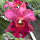 Blc. Mem. Richard Nakanishi (Sunstate Outback x Toshie Aoki `Pizazz' AM/AOS) Seedling 4" Pot.
