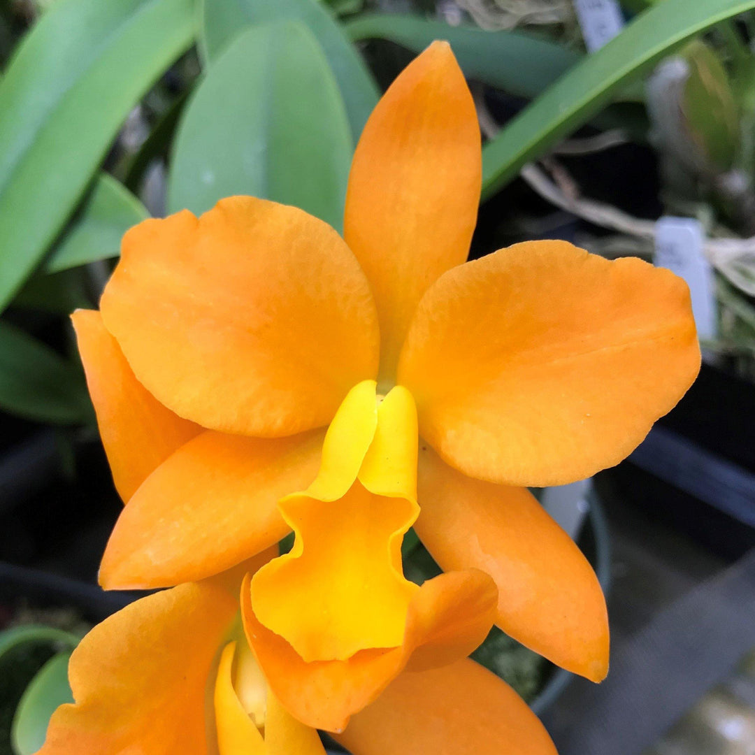 Blc. Nuggett Digger `