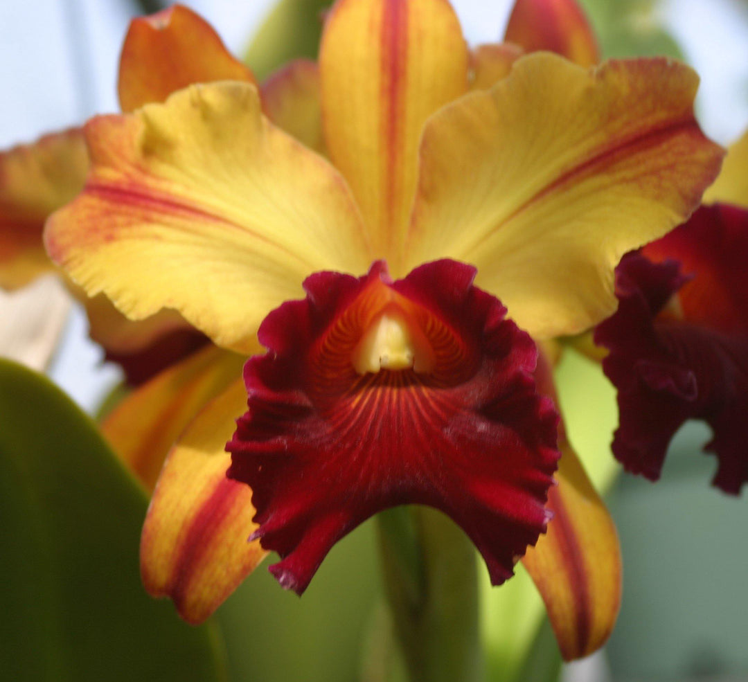 Blc. Toshie Aoki `Pizazz&