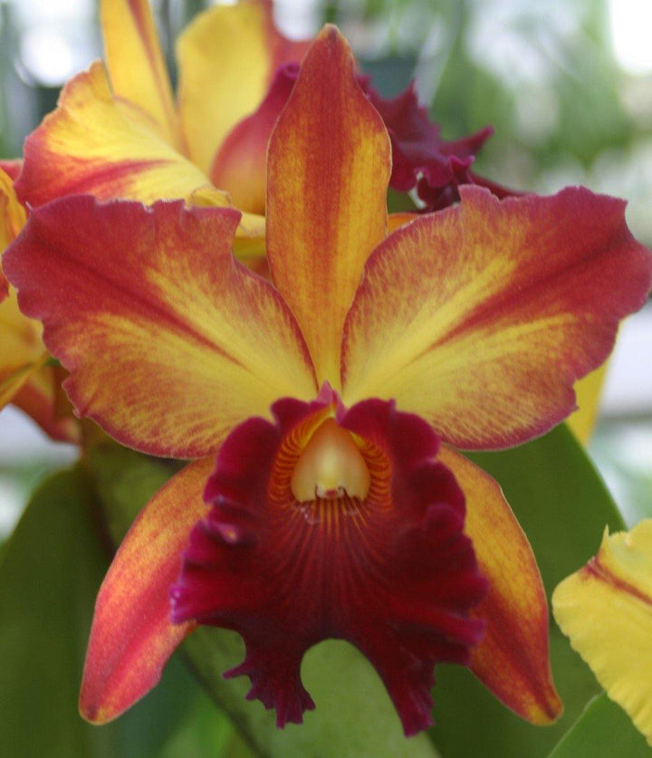 Blc. Toshie Aoki `Pizazz&