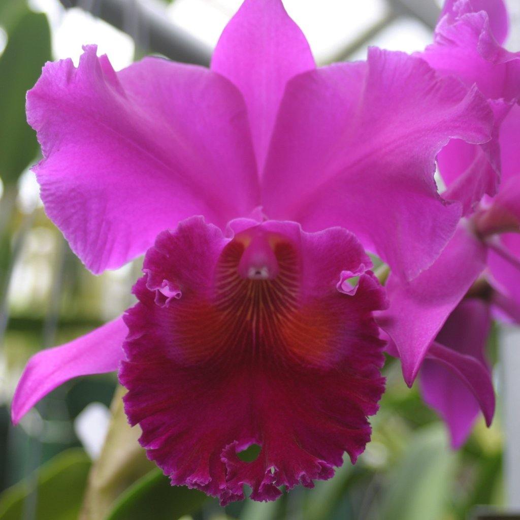 Blc. Amy Wakasugi `NN&