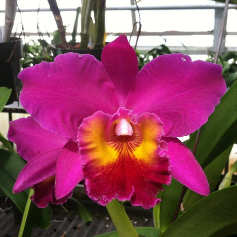 Blc. Lucky Joe `The Amos Woman'.