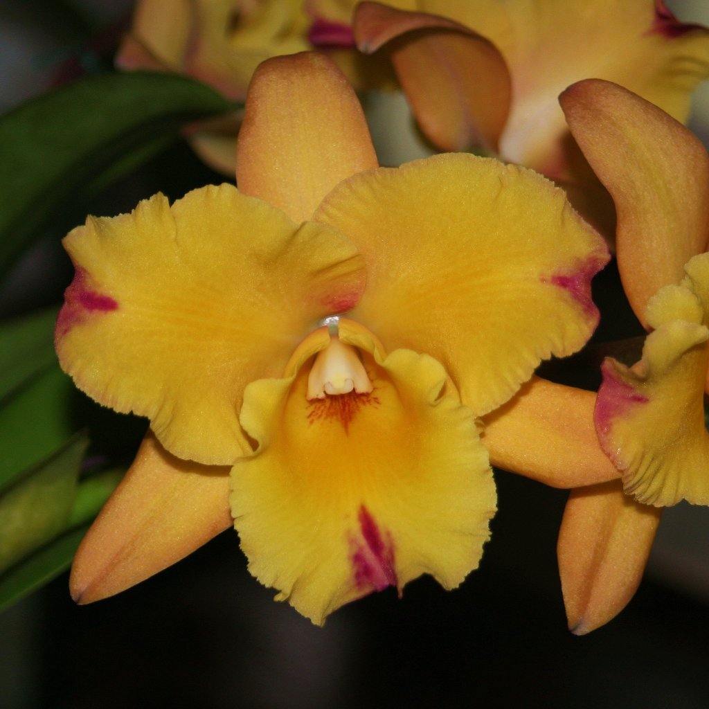 Blc. Momilani Rainbow `Waldor&
