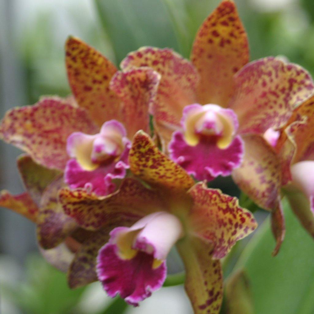 Blc. Waianae Leopard `Ching Hua&