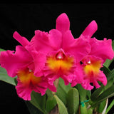 Pot. Alex Porto (Pumpkin Festisval x Bryce Canyon `Splendiferous' AM) 2" Pot.