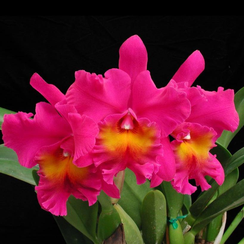 Blc_Bryce_Canyon_Splendiferous