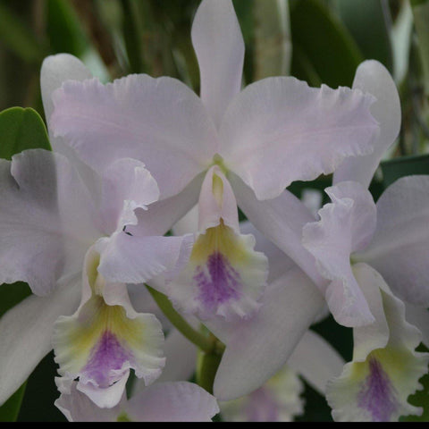 C. Big Ben `Blue Mountain' HCC/AOS 5" Pot, .