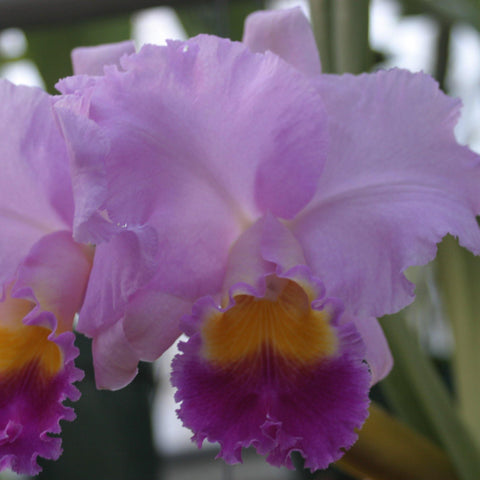 Blc. Chelsey Nakanishi (Waianae King x C. Horace) 2.5