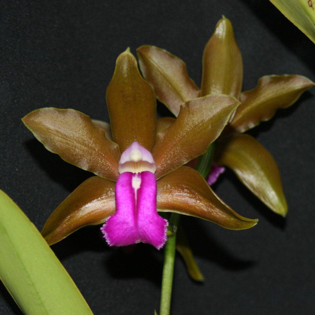 C. bicolor 4N Green x sib (Clear Brown) 4" Pot, .
