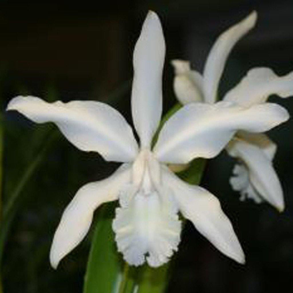 C. intermedia alba `Penn Valley&