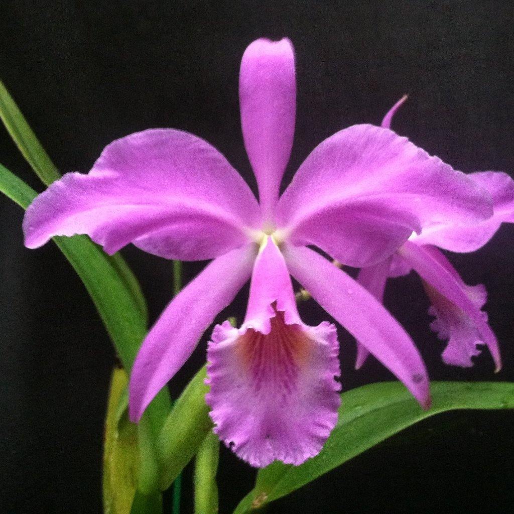 C. jenmanii concolor (`Canaima&