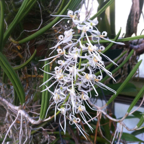 Dendrobium wassellii Species 3" Pot.